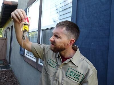 Eugene rodent trapping