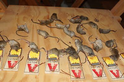 rodent trapping